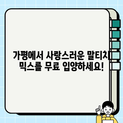 가평 말티치 믹스 무료 분양| 달콤한 사랑을 나눠줄 가족을 찾습니다! | 말티푸, 믹스견, 가평, 무료분양, 입양