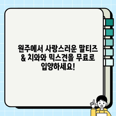 원주 무료 강아지 분양| 말티즈와 치와와 믹스견 입양하기 | 원주, 강아지 분양, 믹스견, 말티즈, 치와와