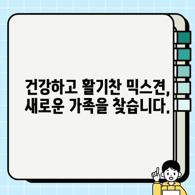 원주 무료 강아지 분양| 말티즈와 치와와 믹스견 입양하기 | 원주, 강아지 분양, 믹스견, 말티즈, 치와와