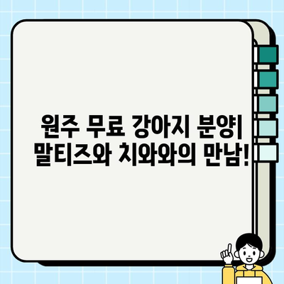 원주 무료 강아지 분양| 말티즈와 치와와 믹스견 입양하기 | 원주, 강아지 분양, 믹스견, 말티즈, 치와와