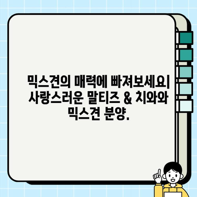 원주 무료 강아지 분양| 말티즈와 치와와 믹스견 입양하기 | 원주, 강아지 분양, 믹스견, 말티즈, 치와와