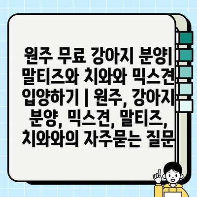 원주 무료 강아지 분양| 말티즈와 치와와 믹스견 입양하기 | 원주, 강아지 분양, 믹스견, 말티즈, 치와와
