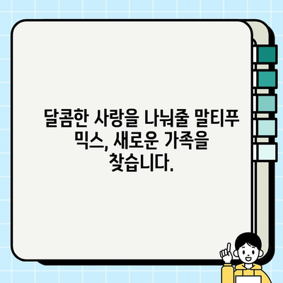 가평 말티치 믹스 무료 분양| 달콤한 사랑을 나눠줄 가족을 찾습니다! | 말티푸, 믹스견, 가평, 무료분양, 입양