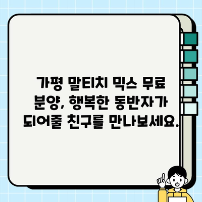 가평 말티치 믹스 무료 분양| 달콤한 사랑을 나눠줄 가족을 찾습니다! | 말티푸, 믹스견, 가평, 무료분양, 입양