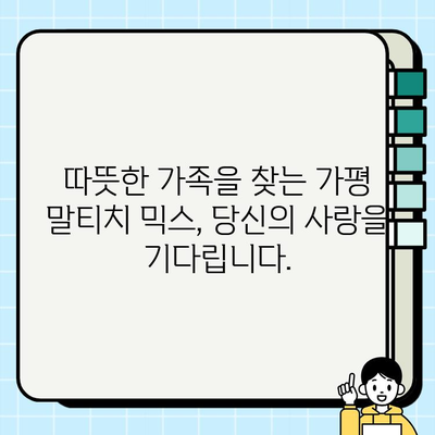 가평 말티치 믹스 무료 분양| 달콤한 사랑을 나눠줄 가족을 찾습니다! | 말티푸, 믹스견, 가평, 무료분양, 입양
