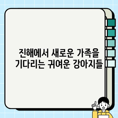진해에서 만나는 행복한 강아지 무료분양 이야기| 따뜻한 가족을 찾는 귀여운 친구들 | 진해, 강아지, 무료분양, 입양, 유기견