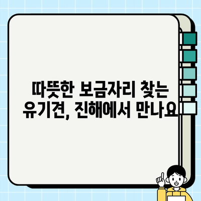 진해에서 만나는 행복한 강아지 무료분양 이야기| 따뜻한 가족을 찾는 귀여운 친구들 | 진해, 강아지, 무료분양, 입양, 유기견