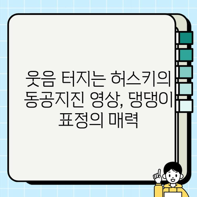 허스키의 