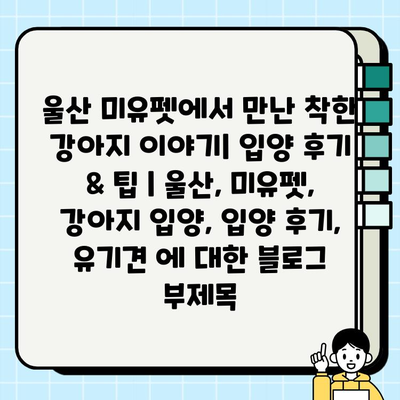 울산 미유펫에서 만난 착한 강아지 이야기| 입양 후기 & 팁 | 울산, 미유펫, 강아지 입양, 입양 후기, 유기견