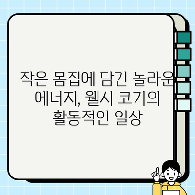 웰시 코기 매력에 푹 빠지다! 작은 몸집에 담긴 놀라운 매력 탐구 | 웰시 코기, 성격, 특징, 분양, 건강, 관리