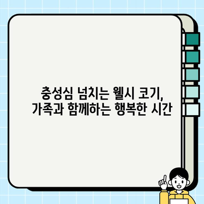 웰시 코기 매력에 푹 빠지다! 작은 몸집에 담긴 놀라운 매력 탐구 | 웰시 코기, 성격, 특징, 분양, 건강, 관리