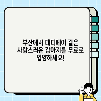 부산에서 테디베어처럼 편안한 품에 안기는 무료 강아지 분양 | 부산 강아지 무료 분양, 테디럽, 입양