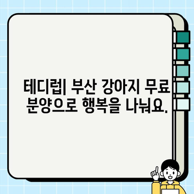 부산에서 테디베어처럼 편안한 품에 안기는 무료 강아지 분양 | 부산 강아지 무료 분양, 테디럽, 입양