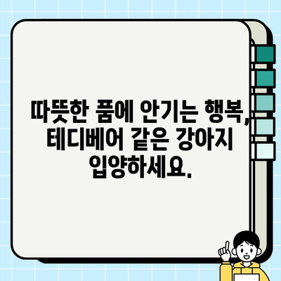 부산에서 테디베어처럼 편안한 품에 안기는 무료 강아지 분양 | 부산 강아지 무료 분양, 테디럽, 입양