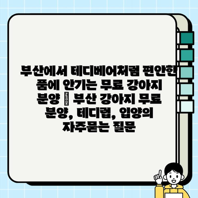부산에서 테디베어처럼 편안한 품에 안기는 무료 강아지 분양 | 부산 강아지 무료 분양, 테디럽, 입양
