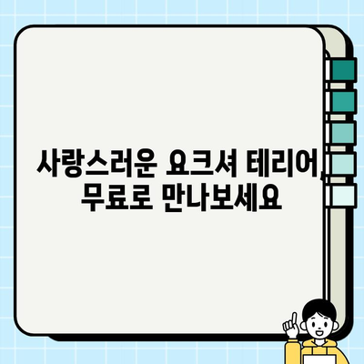 의왕에서 만나볼 수 있는 깜찍한 요크셔 테리어 무료 분양 정보 | 요크셔 테리어, 무료 분양, 의왕, 강아지