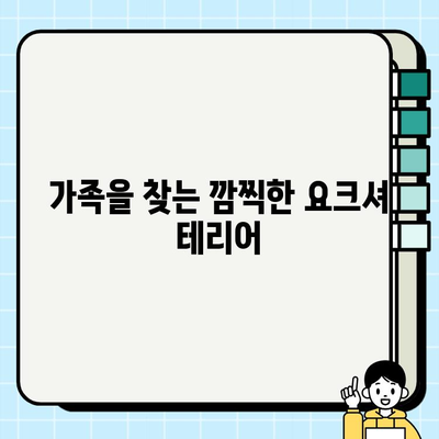 의왕에서 만나볼 수 있는 깜찍한 요크셔 테리어 무료 분양 정보 | 요크셔 테리어, 무료 분양, 의왕, 강아지
