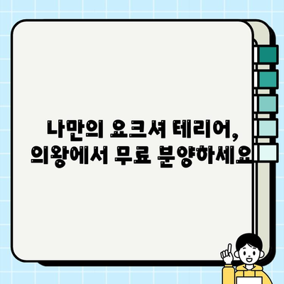 의왕에서 만나볼 수 있는 깜찍한 요크셔 테리어 무료 분양 정보 | 요크셔 테리어, 무료 분양, 의왕, 강아지
