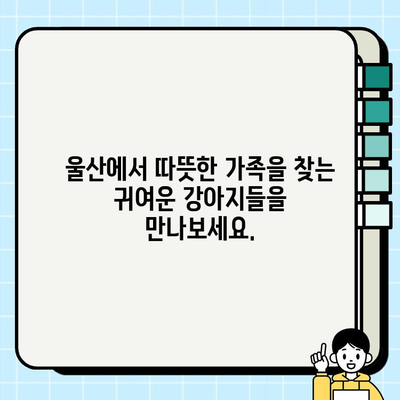 울산 강아지 무료 분양, 미유펫에서 따뜻한 가족을 만나세요! | 울산 강아지 입양, 유기견 보호, 미유펫 봉사활동