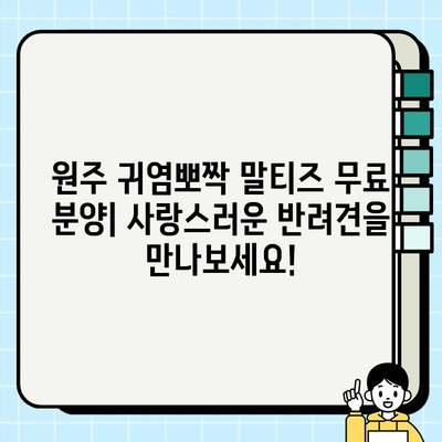 원주 귀염뽀짝 말티즈 무료 분양| 사랑스러운 반려견을 만나보세요! | 원주, 말티즈, 무료 분양, 강아지, 입양