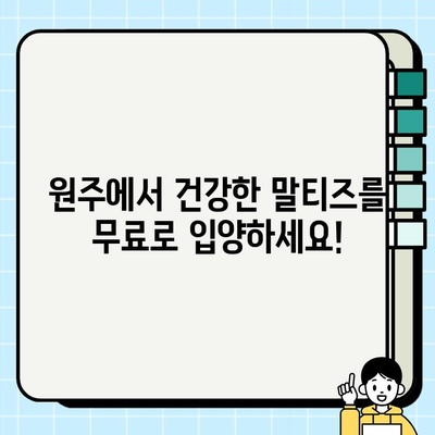 원주 귀염뽀짝 말티즈 무료 분양| 사랑스러운 반려견을 만나보세요! | 원주, 말티즈, 무료 분양, 강아지, 입양