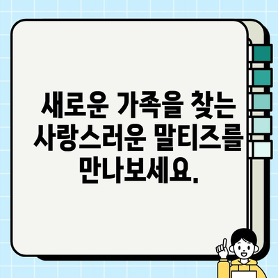 원주 귀염뽀짝 말티즈 무료 분양| 사랑스러운 반려견을 만나보세요! | 원주, 말티즈, 무료 분양, 강아지, 입양