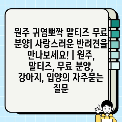 원주 귀염뽀짝 말티즈 무료 분양| 사랑스러운 반려견을 만나보세요! | 원주, 말티즈, 무료 분양, 강아지, 입양