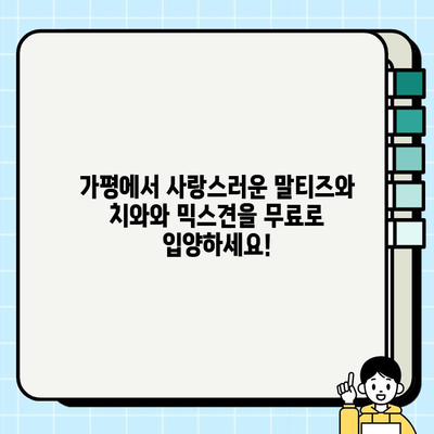 가평 무료 강아지 분양| 말티즈와 치와와 믹스견 입양하세요! | 가평, 무료 분양, 말티즈, 치와와, 믹스견, 강아지 입양