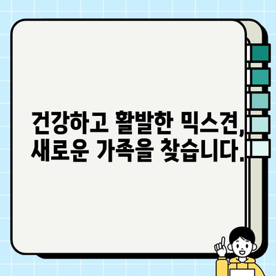 가평 무료 강아지 분양| 말티즈와 치와와 믹스견 입양하세요! | 가평, 무료 분양, 말티즈, 치와와, 믹스견, 강아지 입양