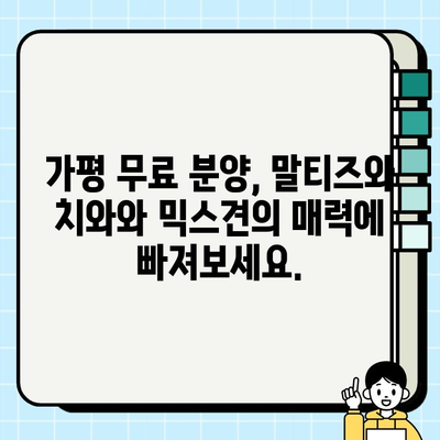 가평 무료 강아지 분양| 말티즈와 치와와 믹스견 입양하세요! | 가평, 무료 분양, 말티즈, 치와와, 믹스견, 강아지 입양