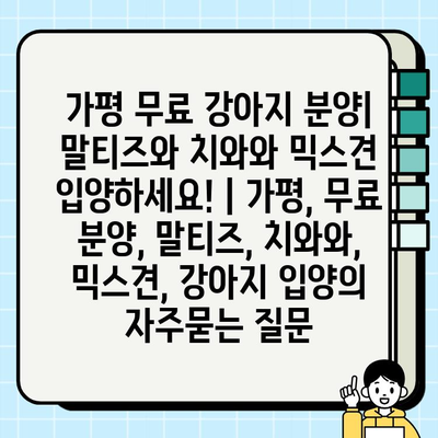 가평 무료 강아지 분양| 말티즈와 치와와 믹스견 입양하세요! | 가평, 무료 분양, 말티즈, 치와와, 믹스견, 강아지 입양