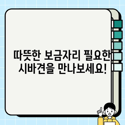 시바견 무료 분양| 유기견에게 따뜻한 보금자리 선물하세요 | 시바견 입양, 유기견 입양, 무료 분양, 행복한 동반자