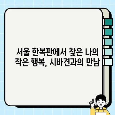서울에서 만난 특별한 매력, 시바견 입양 이야기 | 시바견 입양, 서울, 강아지 입양, 반려견