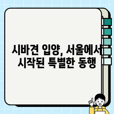 서울에서 만난 특별한 매력, 시바견 입양 이야기 | 시바견 입양, 서울, 강아지 입양, 반려견