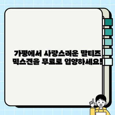 가평에서 무료 분양하는 말티즈 믹스견 찾기| 귀여운 반려견 입양하세요! | 가평 강아지 분양, 무료 입양, 말티즈 믹스, 가족 찾기