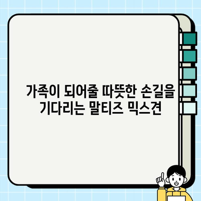 가평에서 무료 분양하는 말티즈 믹스견 찾기| 귀여운 반려견 입양하세요! | 가평 강아지 분양, 무료 입양, 말티즈 믹스, 가족 찾기