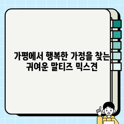 가평에서 무료 분양하는 말티즈 믹스견 찾기| 귀여운 반려견 입양하세요! | 가평 강아지 분양, 무료 입양, 말티즈 믹스, 가족 찾기
