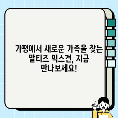 가평에서 무료 분양하는 말티즈 믹스견 찾기| 귀여운 반려견 입양하세요! | 가평 강아지 분양, 무료 입양, 말티즈 믹스, 가족 찾기