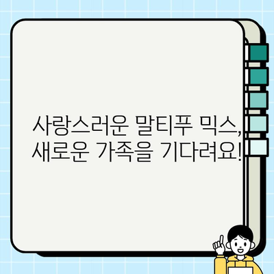 사랑스러운 말티푸 믹스, 행복한 가족을 찾아요 | 입양, 강아지, 애견, 반려견