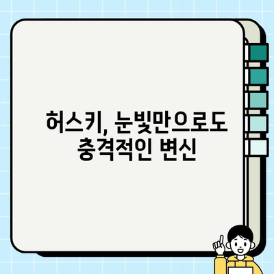 허스키의 놀라운 변신! 과자가 사라진 충격적인 동공 지진 | 허스키, 과자, 견주, 반려견, 애견