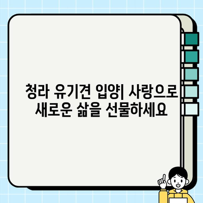 청라에서 건강하고 행복한 믹스견 무료 분양 받기| 드림독 추천 | 청라 강아지 무료 분양, 믹스견 입양, 유기견 입양, 동물 보호