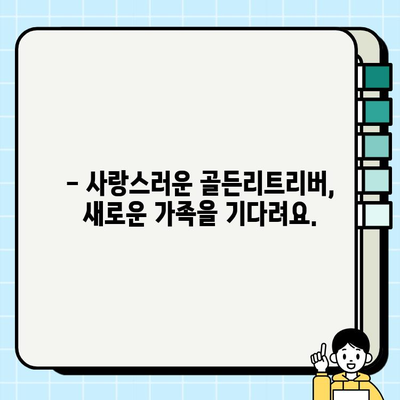 전주에서 무료 분양하는 멋진 골든리트리버 만나보세요! | 전주 강아지 무료 분양, 골든리트리버, 입양