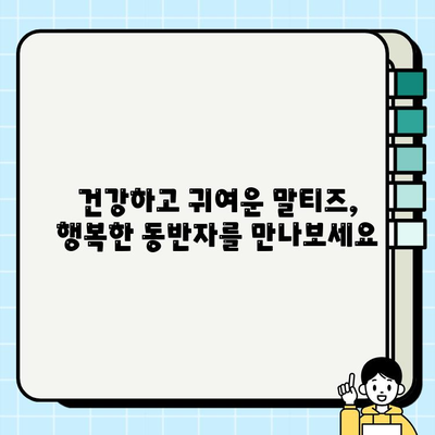 원주 말티치 무료 분양| 작은 즐거움이 너와 함께 | 귀여운 말티즈 분양 정보, 입양 안내