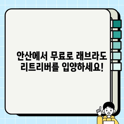 안산에서 무료 분양하는 충성스러운 래브라도 리트리버를 만나보세요! | 강아지 입양, 안산 강아지 분양, 무료 분양