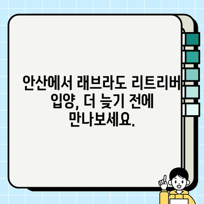 안산에서 무료 분양하는 충성스러운 래브라도 리트리버를 만나보세요! | 강아지 입양, 안산 강아지 분양, 무료 분양