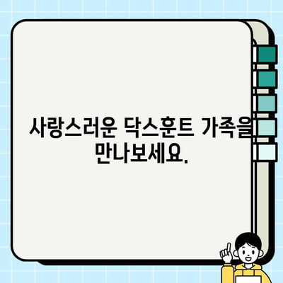 잠실에서 사랑스러운 닥스훈트 무료 분양 | 귀여운 닥스훈트 가족을 맞이하세요!