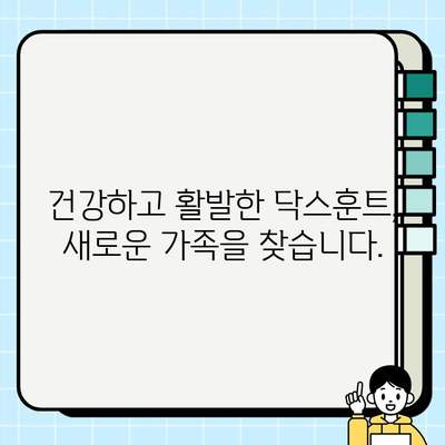 잠실에서 사랑스러운 닥스훈트 무료 분양 | 귀여운 닥스훈트 가족을 맞이하세요!