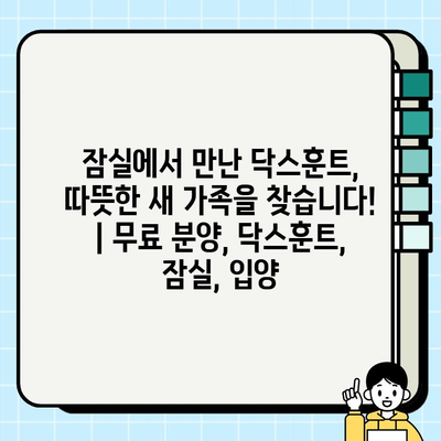 잠실에서 만난 닥스훈트, 따뜻한 새 가족을 찾습니다! | 무료 분양, 닥스훈트, 잠실, 입양