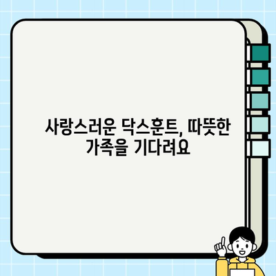 잠실에서 만난 닥스훈트, 따뜻한 새 가족을 찾습니다! | 무료 분양, 닥스훈트, 잠실, 입양