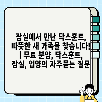 잠실에서 만난 닥스훈트, 따뜻한 새 가족을 찾습니다! | 무료 분양, 닥스훈트, 잠실, 입양